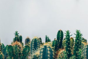 Dans la vie il y a qu’des cactus